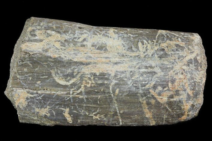 Hadrosaur (Maiasaura) Rib Bone Section - Montana #71288